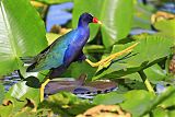 Purple Gallinule